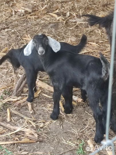 Англо-нубийские козлята