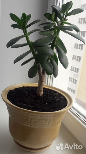 Толстянка (денежное дерево)