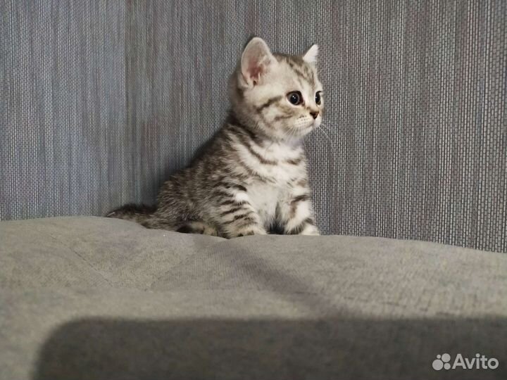 Шотландские котята