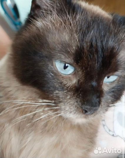 Кошка в дар бесплатно