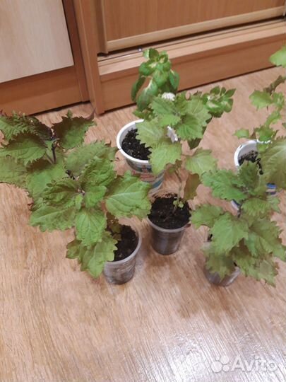 Продам колеус