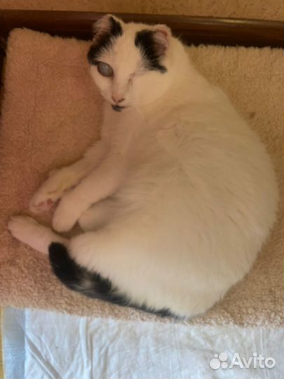 Кошка в добрые руки