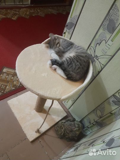 Когтеточка для кошек