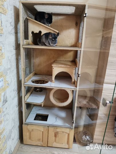 Витрина и семья шиншилл