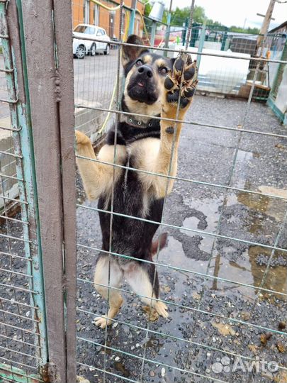 Собаки бесплатно