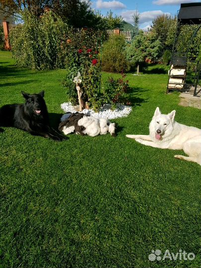 Собачья шерсть (пух вычес)