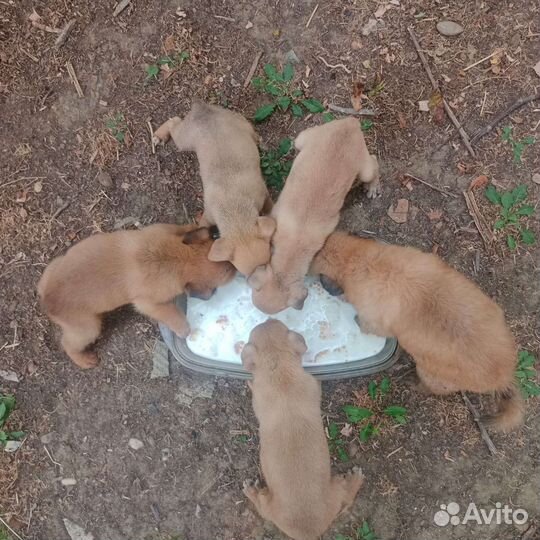 Щенки бесплатно