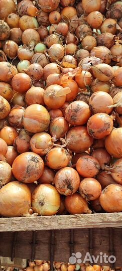 Лук, Капуста, Оптом