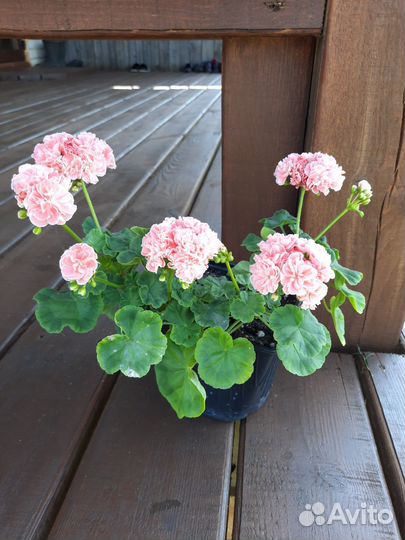 Пеларгонии сортовые