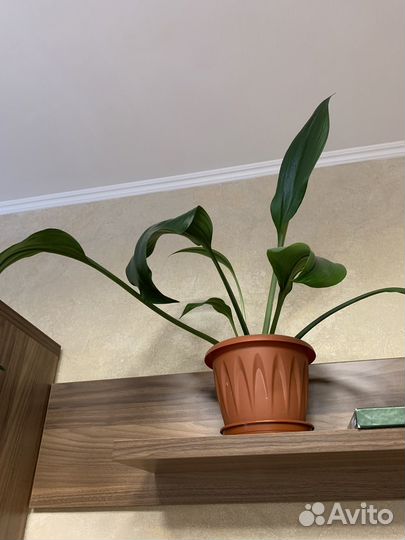 Эухарис амазонская лилия