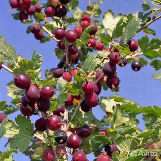 Крыжовник Северный капитан