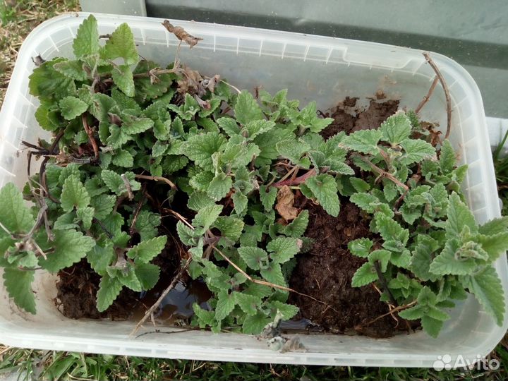 Мелисса в горшочках рассада