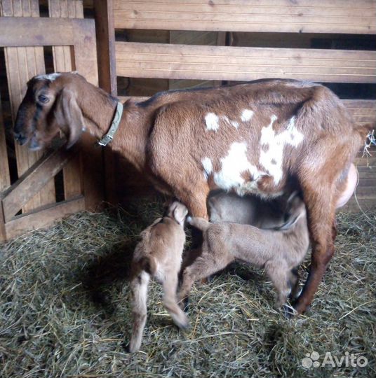 Козлик от чп альпийского козла