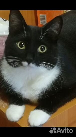 Кошка