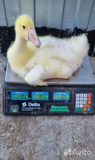 Бройлер, гуси, утки бройлерные, индюки и доминанты