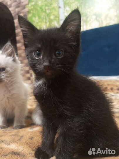 Отдам котят