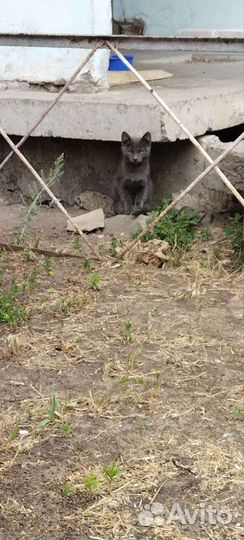 Котята 2-3 месяца