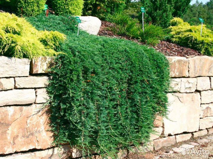 Можжевельник блю карпет, Вилтони