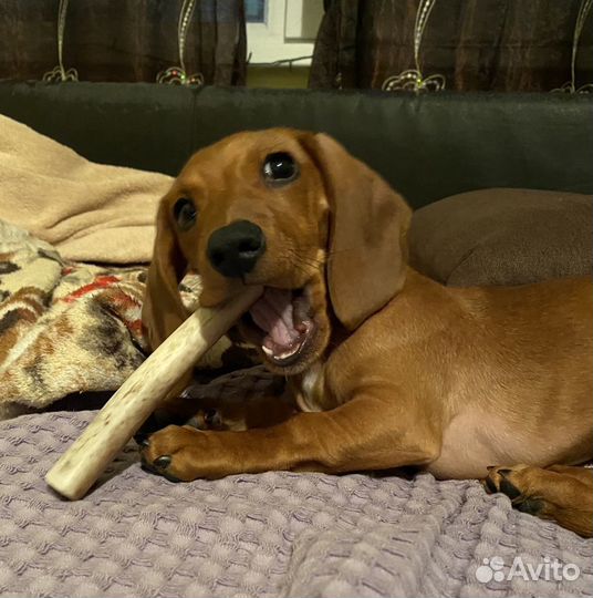 Рога оленя для собак