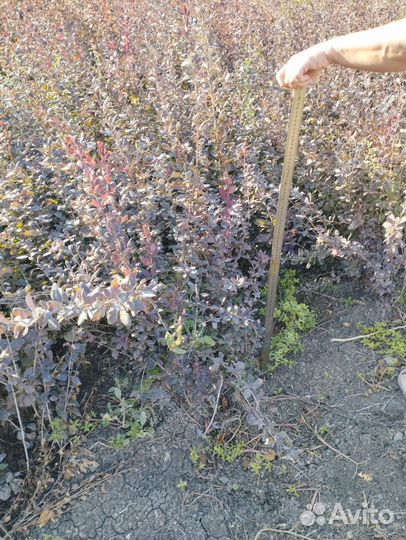 Саженцы барбариса декорация