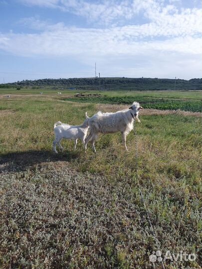 Козы зааненской породы