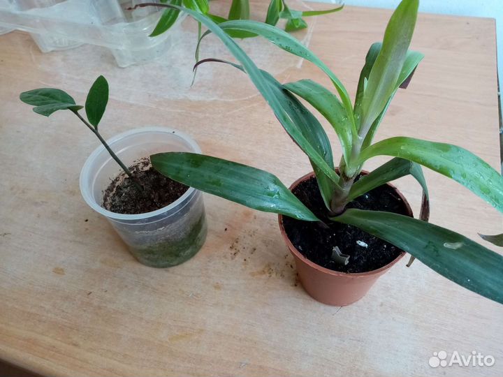 Комнатные растения