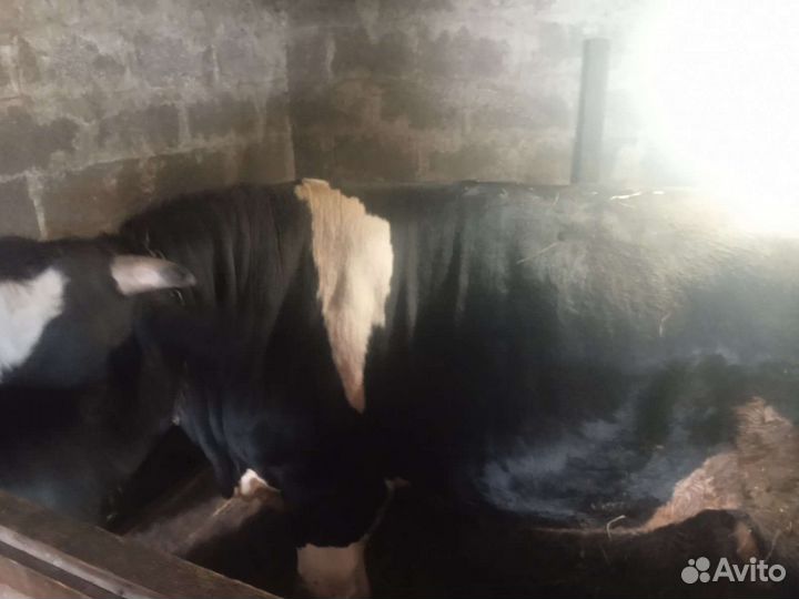 Бык на племя