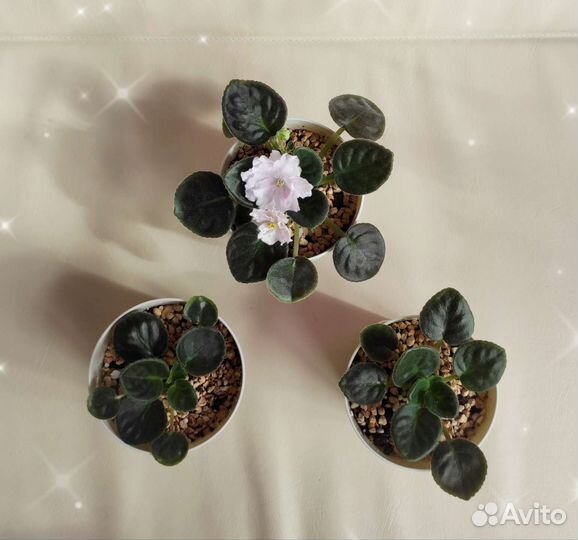 Фиалка розовая 2 сорта