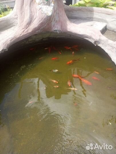 Прудовые рыбки каметы