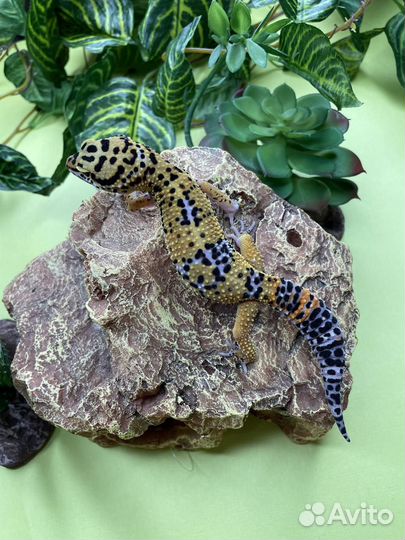 Пятнистый эублефар