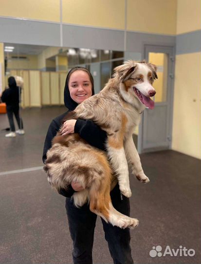 Дрессировка и обучение собак