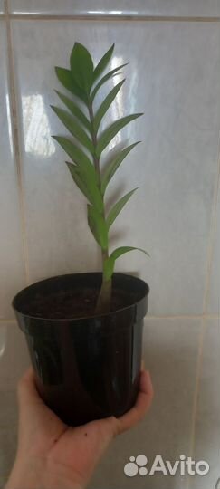 Замиокулькас