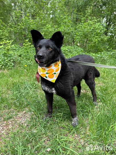 Позитивный пес Грант ищет дом