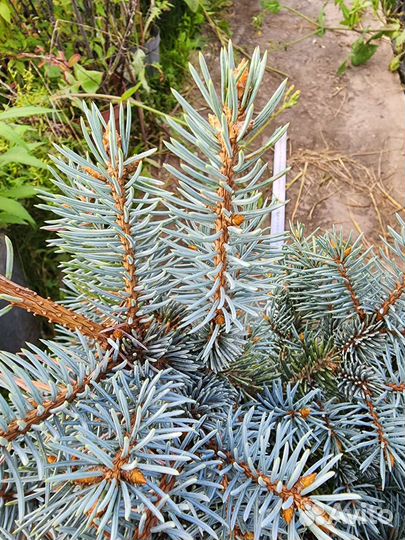 Ель голубая Глаука глобоза