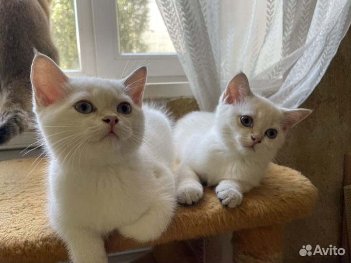 Шотландские котята / шотландская золотая шиншилла