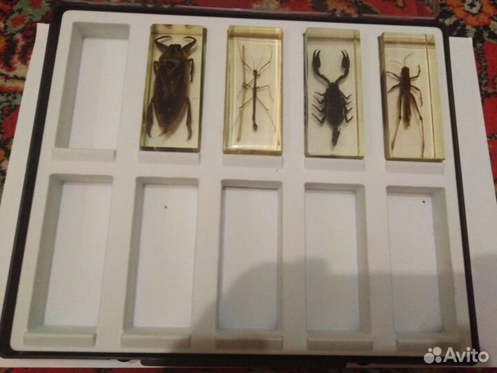 Настоящие насекомые и их знакомые