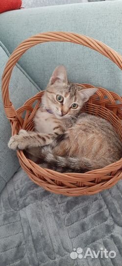 Кошка-подросток