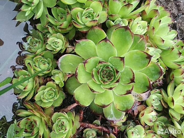 Каменные розы и др почвопокровники