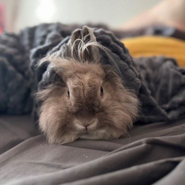 Карликовый кролик