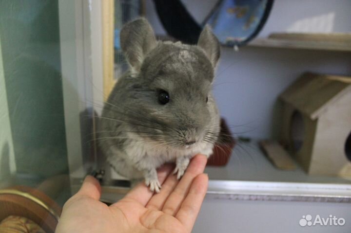 Передержка шиншилл и мелких домашних грызунов