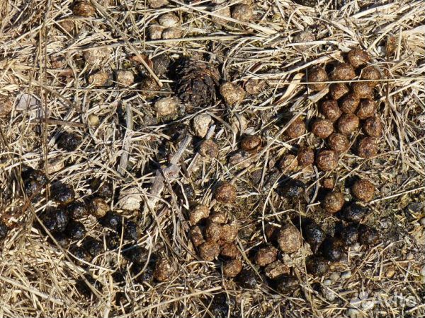 Навоз кролика