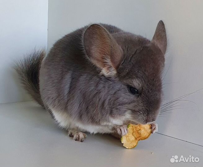 Шиншилленок мальчик 8 мес