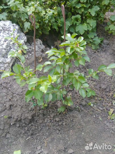 Марель саженцы