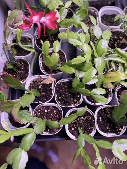 Декабрист шлюмбергера красный