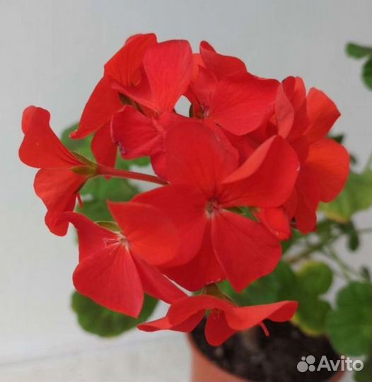 Пеларгония герань