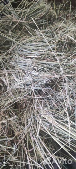 Сено люцерны в тюках