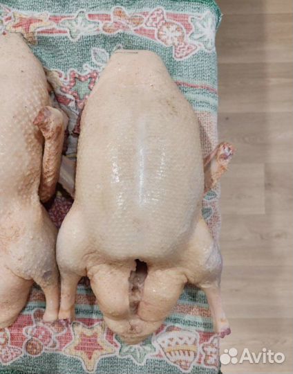 Утка. Мясо утки