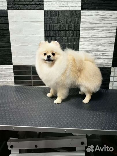 Профессиональный груминг шпица