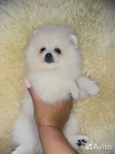 Белоснежка девочка померанского шпица