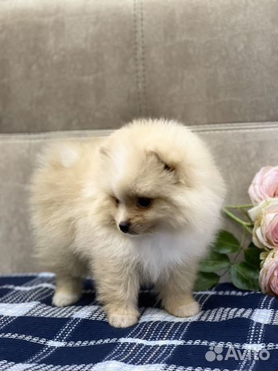 Померанский шпиц